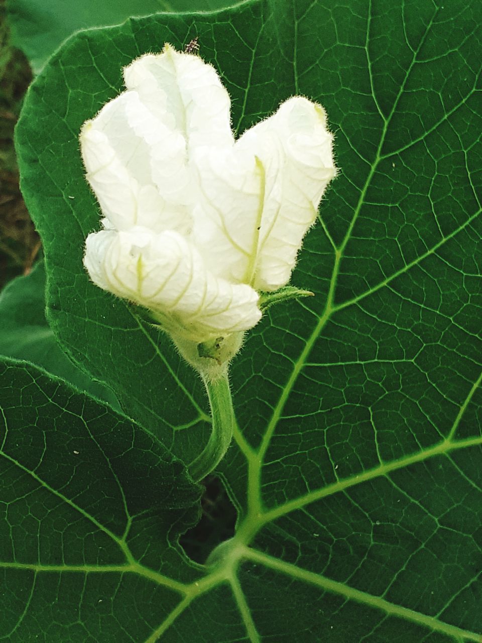 CLOSE-UP OF WHITE FLOWER ON LEAF