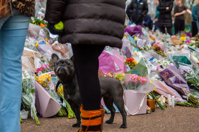 View of dog at market stall