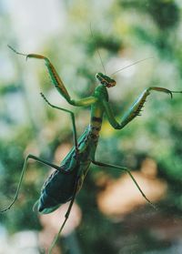 Close-up of insect, praying mantis