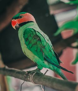 Close-up of parrot perching on branch