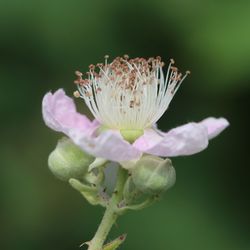 Close-up of pink flower