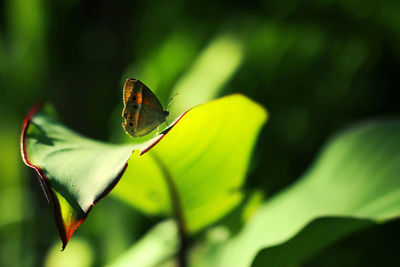 Close-up of butterfly pollinating flower