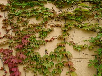 Close-up of ivy on wall