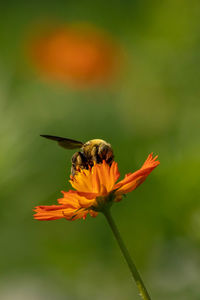 Close-up of insect on flower