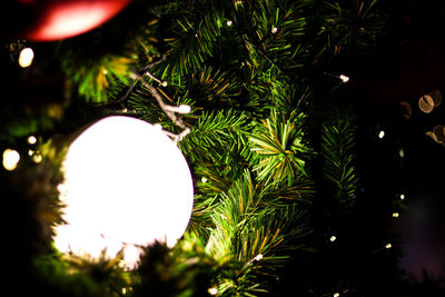 Close-up of illuminated christmas tree at night