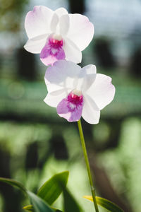 Close-up of pink flower