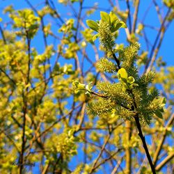 Close-up low angle view of flowers