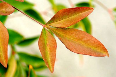 Close-up of autumnal leaves