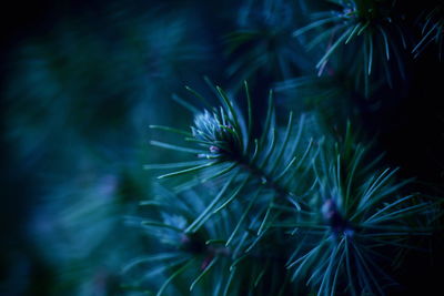 Close-up of pine needles at night