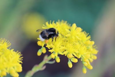 Close-up of bee on yellow flower