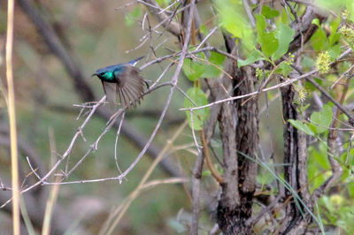 Bird perching on branch