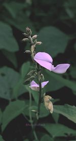 Close-up of purple flowering plant