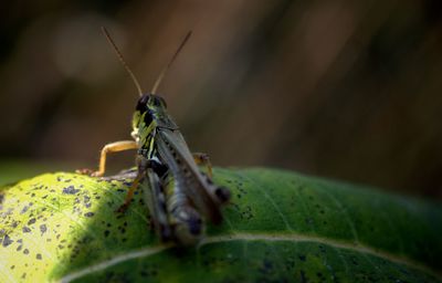 Close-up of insect on leaf