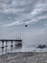 Bird flying over sea against sky