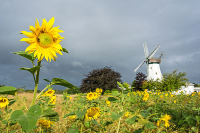 Yellow flowering plants on field against cloudy sky