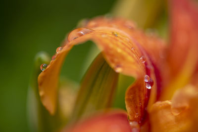 Close-up of water drops on flower petal