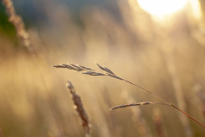 Close-up of stalks against blurred background