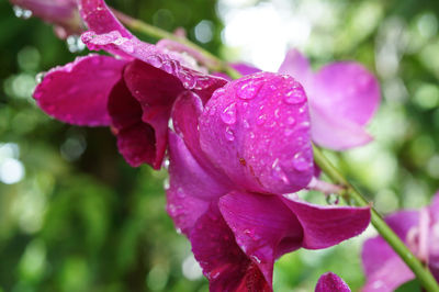 Close-up of wet pink flower