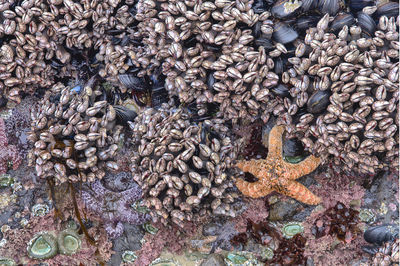 Full frame shot of starfish