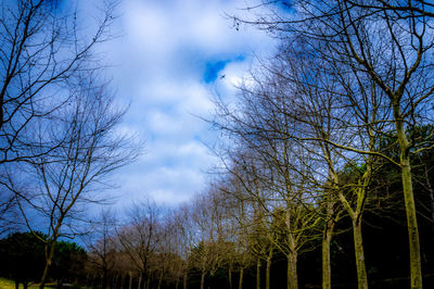 Low angle view of trees against sky