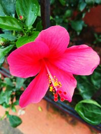 Close-up of pink flower