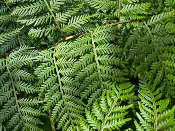 Full frame view of green fern fronds