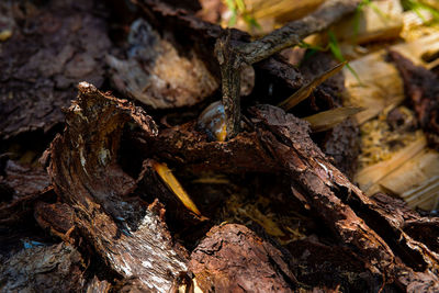 High angle view of fallen tree on field in forest
