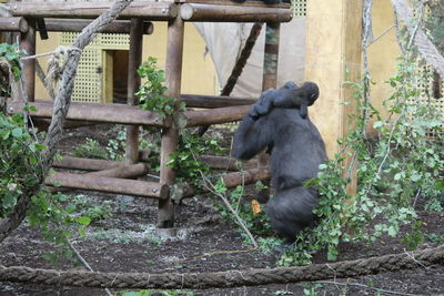 Monkey sitting on a tree