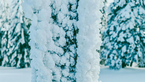 Close-up of snow covered tree