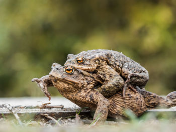 Close-up of frog on lake