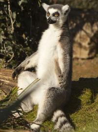 Close-up of monkey sitting on tree in forest