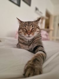 Close-up of cat relaxing at home