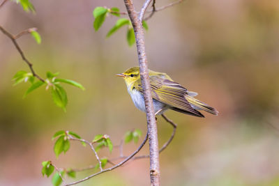 Close-up of bird perching on plant