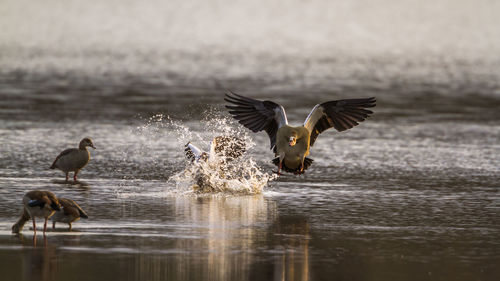 Birds flying over lake