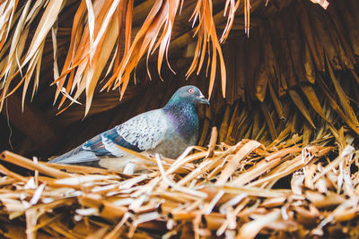 Close-up of bird perching on nest