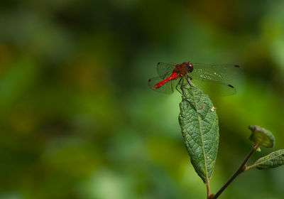 Close-up of insect on plant