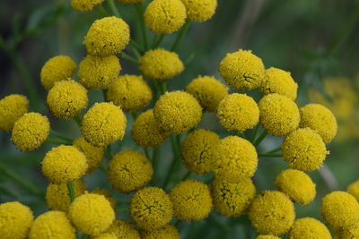 Close-up of yellow flowering plants