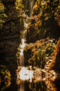 Scenic view of waterfall in forest