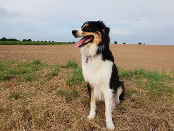 Dog looking away on field