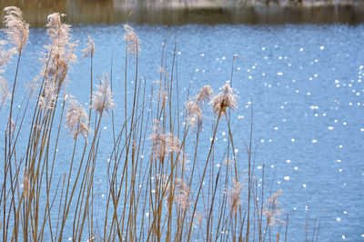 Close-up of reeds against sparkling rippled lake