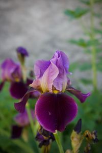 Close-up of purple iris blooming outdoors