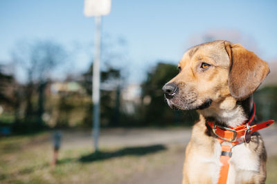 Close-up of dog looking away