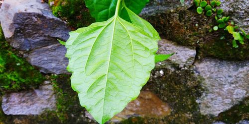 High angle view of plant growing on rock