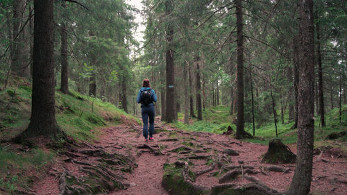 Rear view of man walking on footpath amidst trees in forest