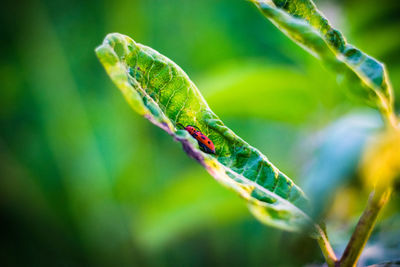 Close-up of dragonfly on twig