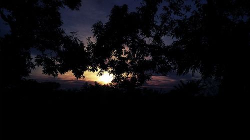 Silhouette trees against sky at night