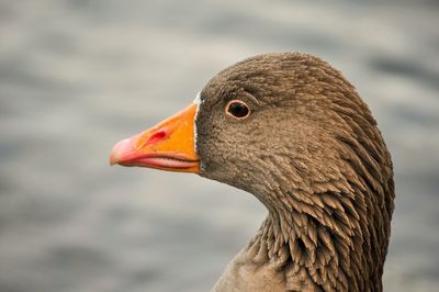 Close-up of a bird