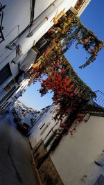 Low angle view of trees and buildings against sky