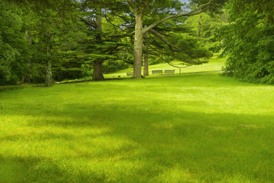 Trees on grassy field