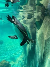 Penguin swimming in water at zoo